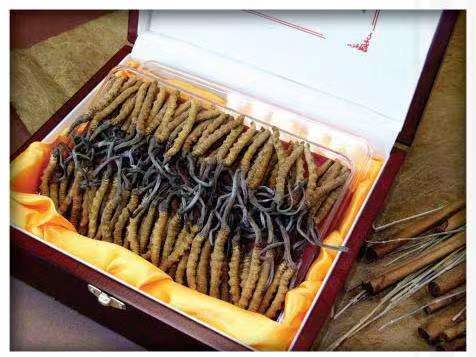 汇川冬虫夏草回收